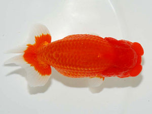 房総らんちう会 西関脇　柏野真一　君津市