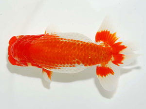 房総らんちう会 東小結　横山拓生　成田市