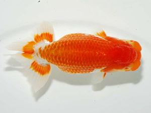 房総らんちう会 西小結　泉澤豊一　浦安市