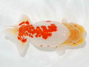 房総らんちう会　東大関　横山拓生　成田市