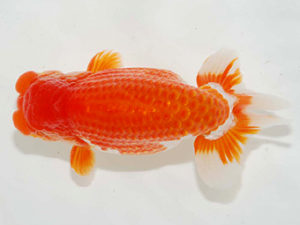 房総らんちう会　立行司　泉澤豊一　浦安市