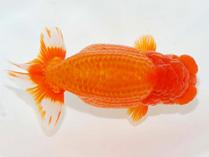 房総らんちう会　取締一　大渕　功　木更津市