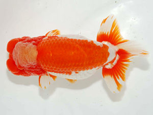 房総らんちう会　取締二　野嶋隆一　浦安市