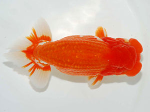 房総らんちう会　東大関　野嶋隆一　浦安市