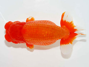 房総らんちう会　西大関　横山拓生　成田市