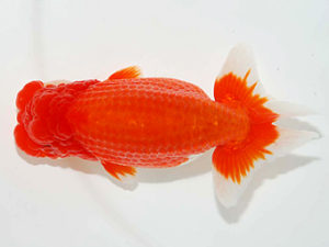 房総らんちう会　立行司　高地辰夫　荒川区