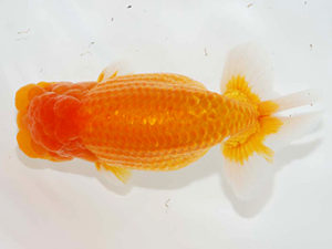 房総らんちう会　取締一　大久保義彰　千葉市