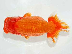 房総らんちう会　取締二　秋元和男　君津市