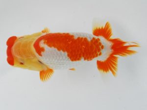 常陸らんちゅう会　研究会　東大関　古川延宏　栃木市