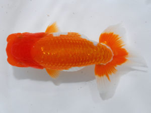 錦蘭会　東大関　西口武志　羽曳野