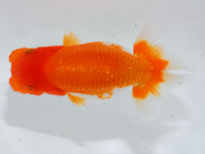 錦蘭会 勧進元一　西口武志　羽曳野