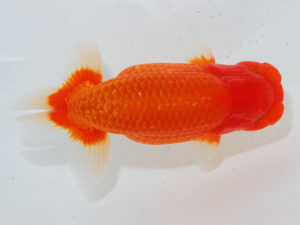 錦蘭会 勧進元二　矢野隆久　茨木