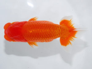 錦蘭会 行司一　吉原敏和　丸亀