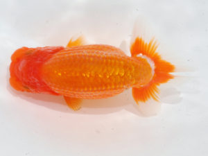 錦蘭会 行司二　村岡祥行　川西