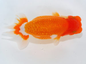 錦蘭会 行司三　西口武志　羽曳野