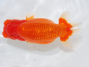 錦蘭会 脇行司二　阿部順治　吉野川