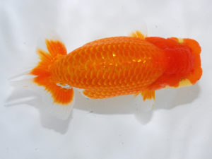 錦蘭会　西大関　胡本佳孝　岡山