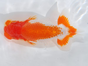 錦蘭会　立行司　東　秀明　糸島