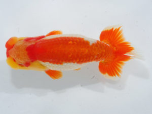 錦蘭会　東取締　濱田英明　那智勝浦