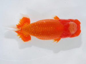 錦蘭会　西取締　平井敏明　岸和田