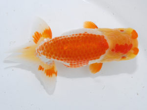 錦蘭会 東関脇　大熊正人　倉敷