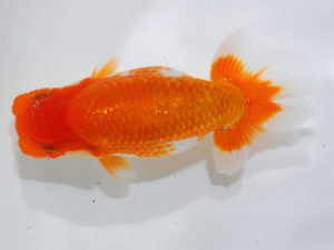 錦蘭会 西関脇　澤　誠治　葛城