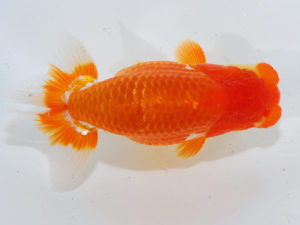 錦蘭会 西小結　濱田英明　那智勝浦