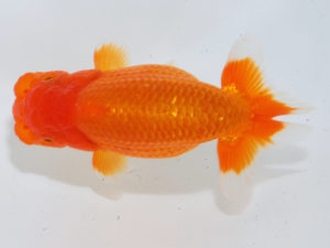 錦蘭会　東大関　野口隆朗　高松