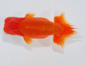 錦蘭会 勧進元一　尾濱英治　広島