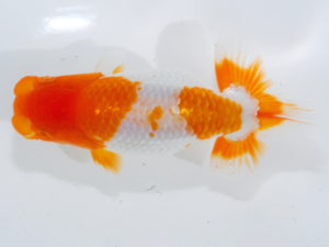 錦蘭会 行司一　上時栄二　三次