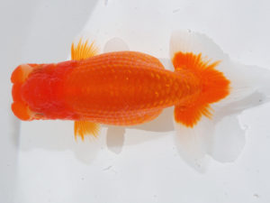 錦蘭会 行司二　真鍋弘義　三豊