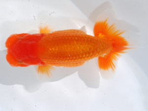 錦蘭会 行司三　小林保治　堺