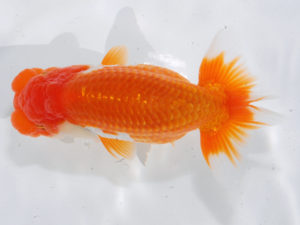 錦蘭会 脇行司一　岩崎正樹　高松