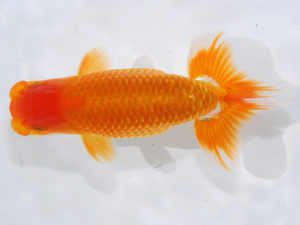 錦蘭会 脇行司二　小笠原義照　浅口