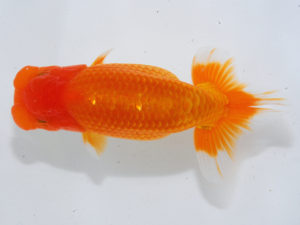 錦蘭会　西大関　馬場伸幸　赤穂