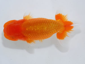 錦蘭会　立行司　川村和己　高知