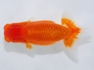 錦蘭会　東取締　井上大志　門真