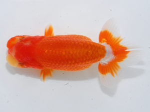 錦蘭会　西取締　小林保治　堺