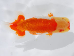 錦蘭会 東関脇　平井敏明　岸和田