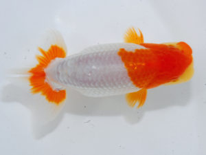 錦蘭会 西関脇　馬場伸幸　赤穂