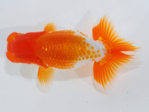 錦蘭会 東小結　上時栄二　三次