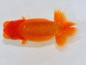 錦蘭会 西小結　井上大志　門真