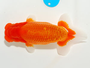 錦友会 東大関 伊藤三郎 浜松市 錦友会 東大関 伊藤三郎 浜松市