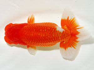 錦友会 勧進元一 松田力三 浜松市 錦友会 勧進元一 松田力三 浜松市