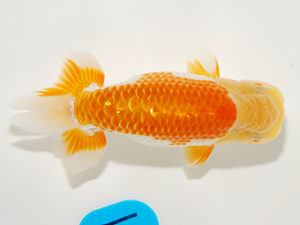 錦友会 勧進元二 山口伊佐夫 浜松市 錦友会 勧進元二 山口伊佐夫 浜松市