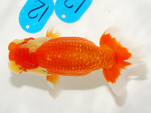 錦友会 行司一 御手洗逸夫 三島市 錦友会 行司一 御手洗逸夫 三島市