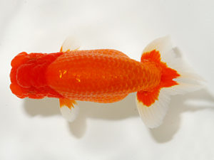 錦友会 行司二 鈴木友来 海津市 錦友会 行司二 鈴木友来 海津市