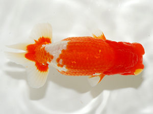 錦友会 行司三 鈴木和男 浜松市 錦友会 行司三 鈴木和男 浜松市