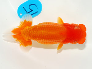 錦友会 脇行司一 小澤忠幸 沼津市 錦友会 脇行司一 小澤忠幸 沼津市