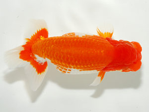 錦友会 脇行司二 鈴木和也 沼津市 錦友会 脇行司二 鈴木和也 沼津市